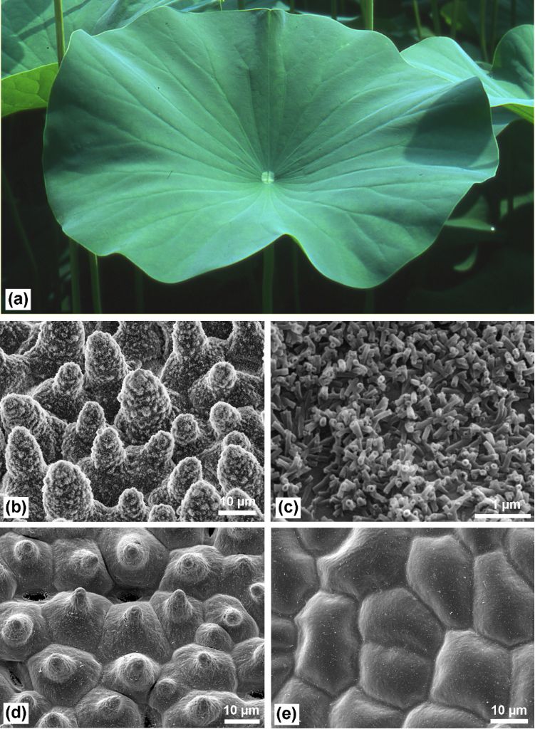 Bjnano Biomimetic Materials