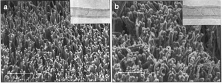 Functionalization Of Vertically Aligned Carbon Nanotubes