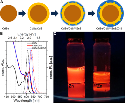 Synthesis Of Radioactively Labelled CdSe/CdS/ZnS Quantum Dots For In ...