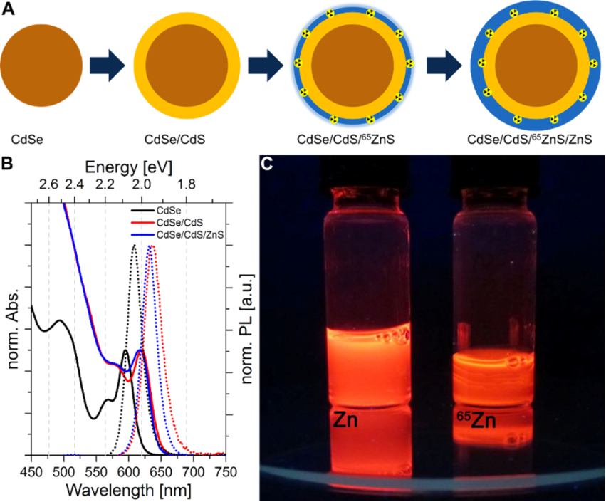 Synthesis Of Radioactively Labelled Cdsecdszns Quantum Dots For In Vivo Experiments 7591