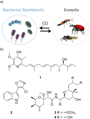 Natural Products From Microbes Associated With Insects