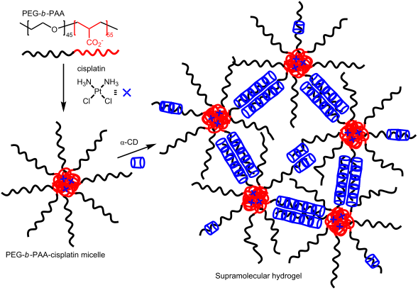 Supramolecular Polymer Assembly In Aqueous Solution Arising From ...