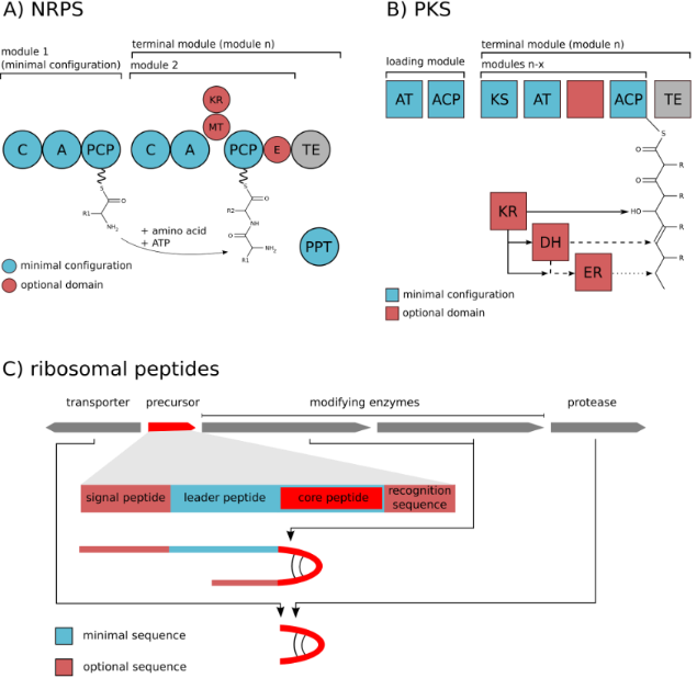 BJOC - Biosynthesis And Function Of Secondary Metabolites