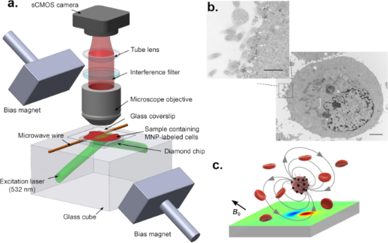 BJNANO - Nitrogen-vacancy Centers In Diamond For Nanoscale Magnetic ...