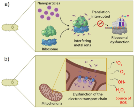 BJNANO - Antimicrobial Metal-based Nanoparticles: A Review On Their ...