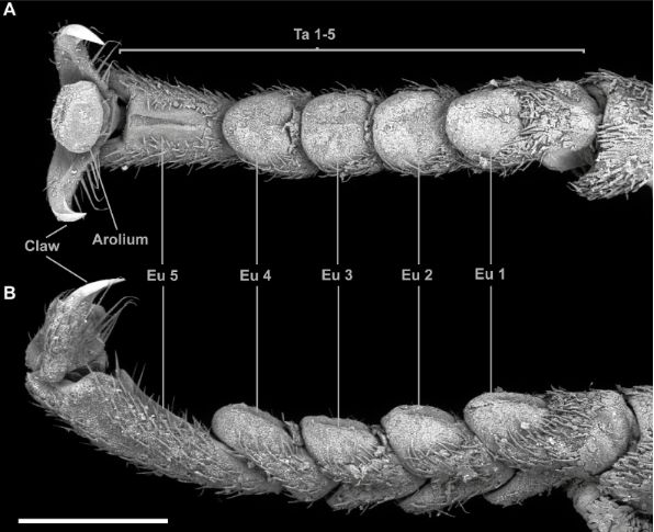 BJNANO - Physical constraints lead to parallel evolution of micro