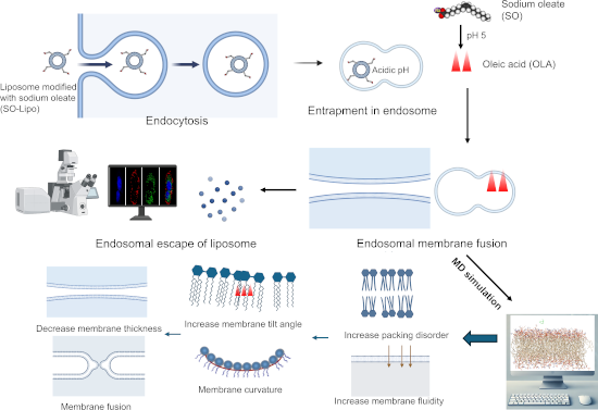 Graphical Abstract