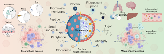 Graphical Abstract