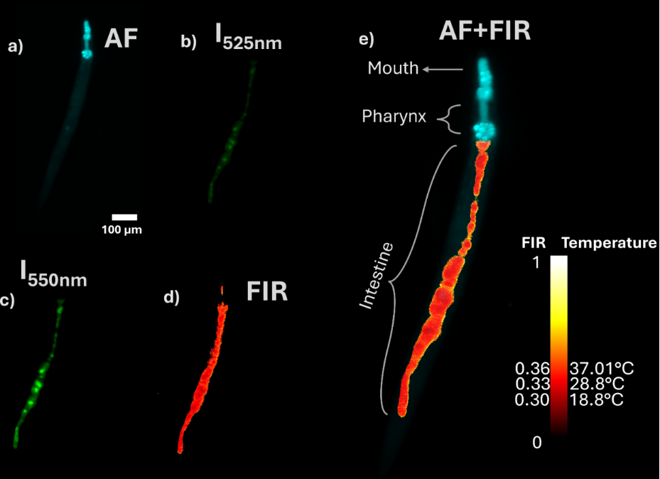 [2190-4286-16-159-5]