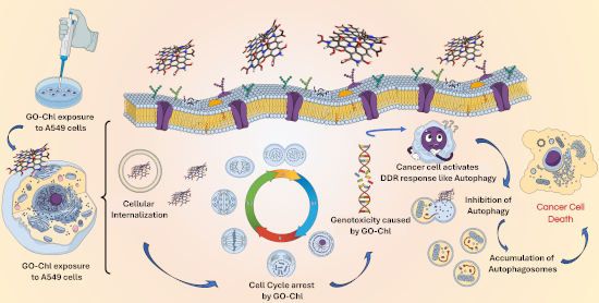 Graphical Abstract