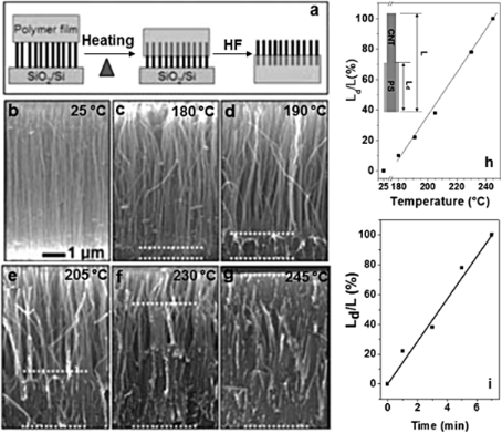 BJNANO - Functionalization Of Vertically Aligned Carbon Nanotubes