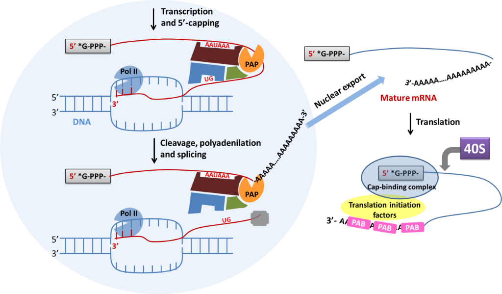 Системы транскрипции. Transcription and translation. Transcription in translation. Transcription. Draw a diagram of the process of Transcription and translation..