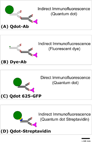 BJNANO - Evaluation Of Quantum Dot Conjugated Antibodies For ...