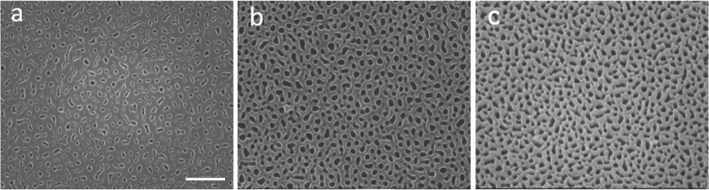 BJNANO - Surface-enhanced Raman scattering of self-assembled thiol ...