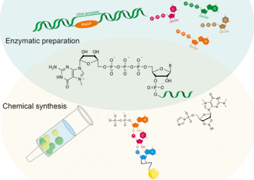 BJOC - Synthetic mRNA capping