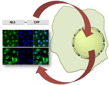 BJOC - Design And Biological Characterization Of Novel Cell-penetrating ...