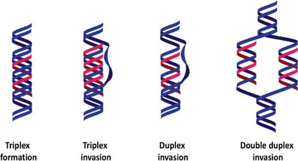 BJOC - Fluorogenic PNA Probes