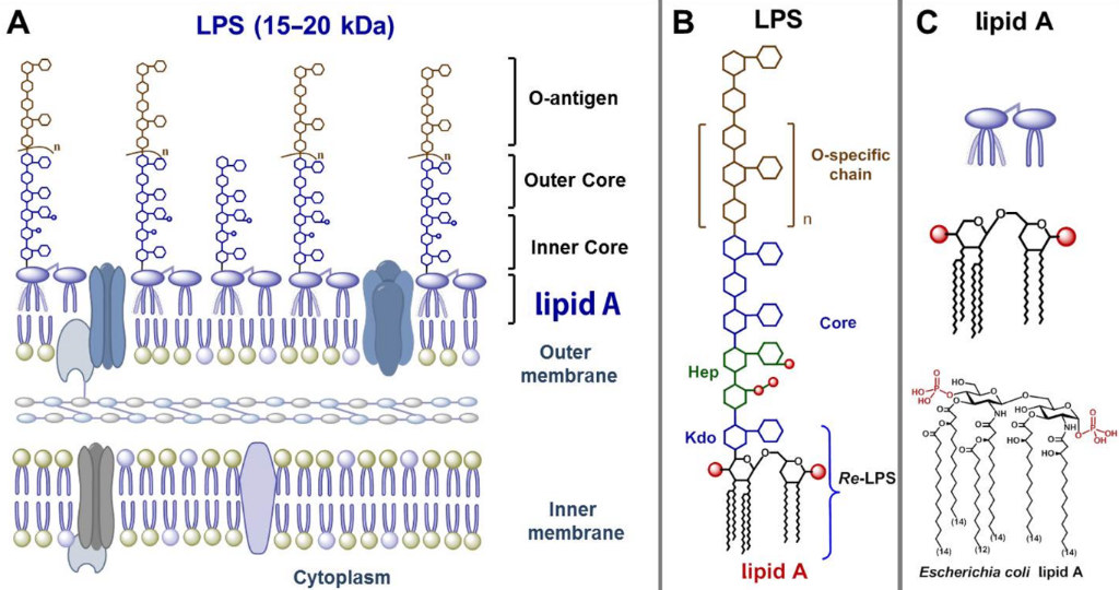 Bjoc - Aminosugar-based Immunomodulator Lipid A: Synthetic Approaches