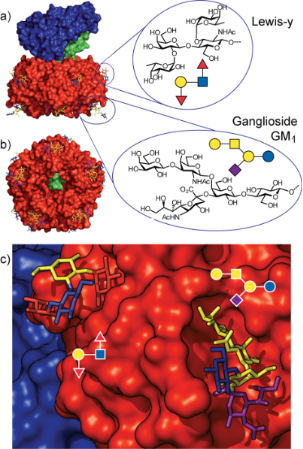 BJOC - Carbohydrate Inhibitors Of Cholera Toxin