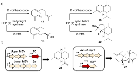 BJOC - Bacterial Terpene Biosynthesis: Challenges And Opportunities For ...