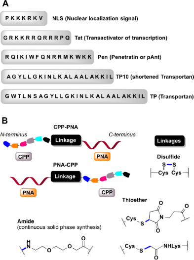 BJOC - Chemical Approaches To Discover The Full Potential Of Peptide ...