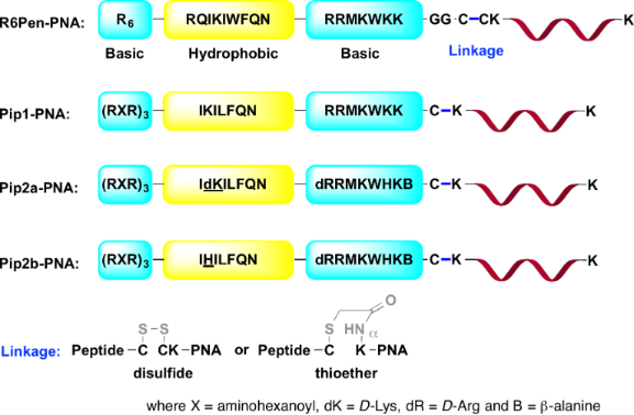 BJOC - Chemical Approaches To Discover The Full Potential Of Peptide ...