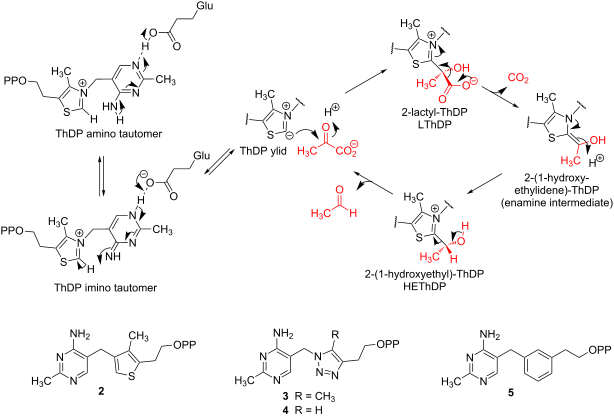 Gold(I)-catalysed synthesis of a furan analogue of thiamine pyrophosphate