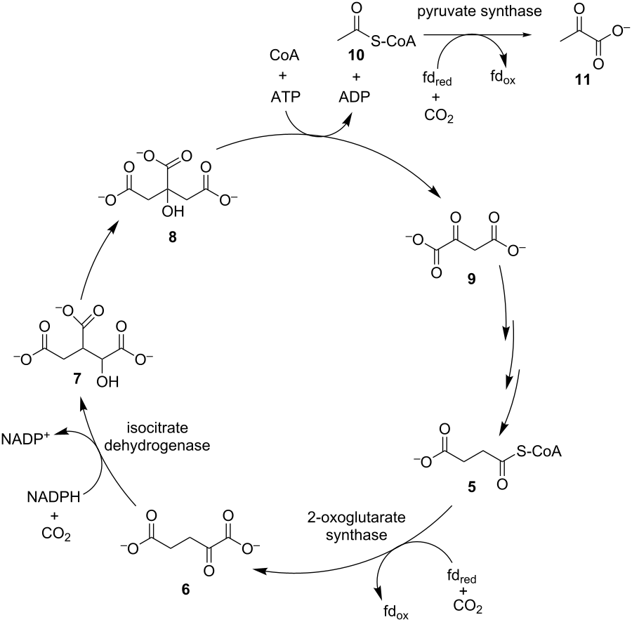 Biocatalysis for the application of CO2 as a chemical feedstock