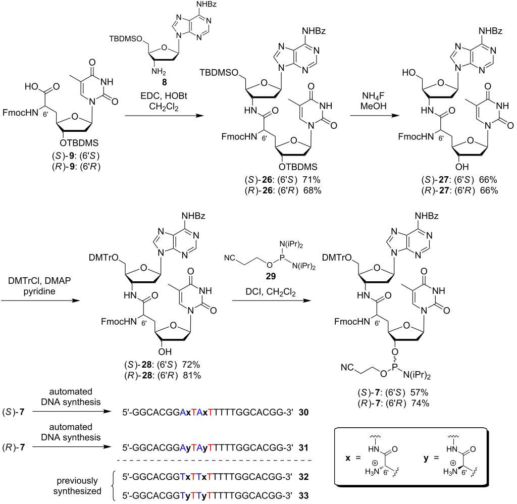 NAA-modified DNA oligonucleotides with zwitterionic backbones ...