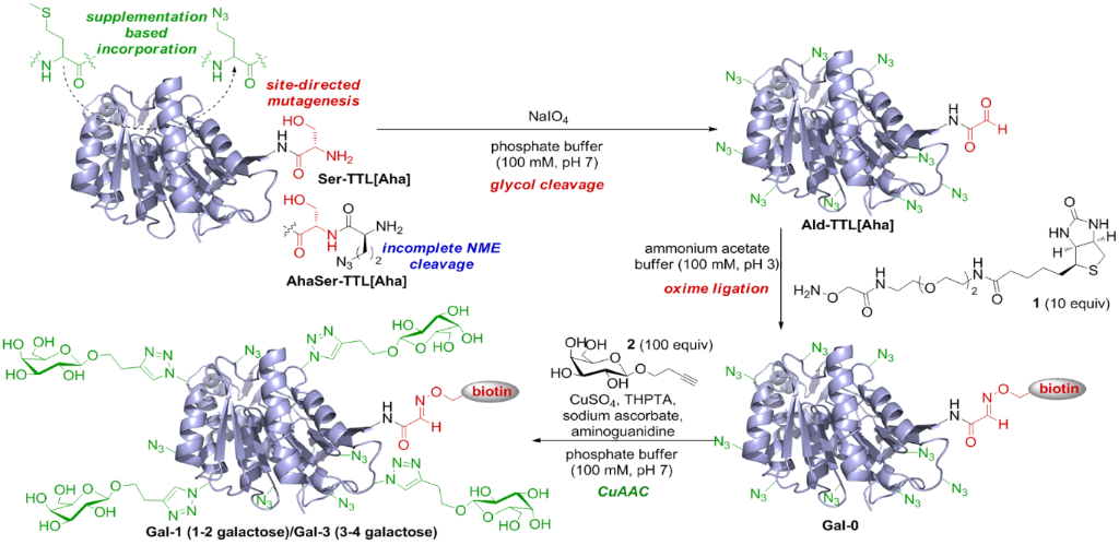 BJOC - Orthogonal dual-modification of proteins for the engineering of ...