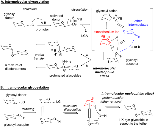 Intramolecular Glycosylation