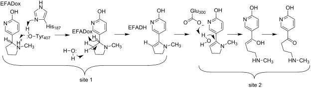 Active site of NicX a Active site of NicX with bound DHP. The carbon