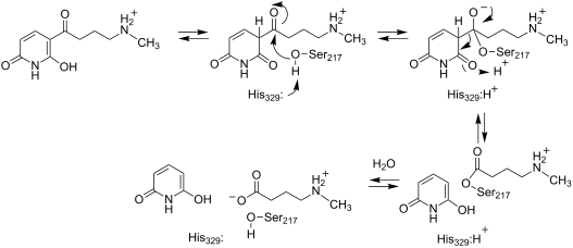 Active site of NicX a Active site of NicX with bound DHP. The carbon