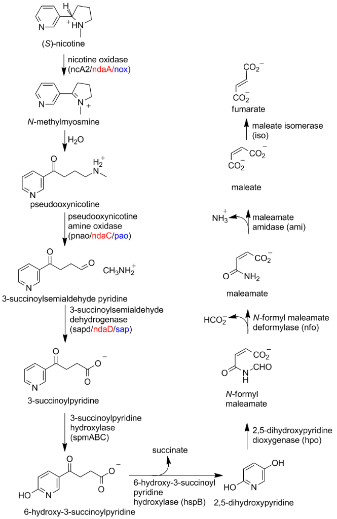 BJOC - The enzymes of microbial nicotine metabolism