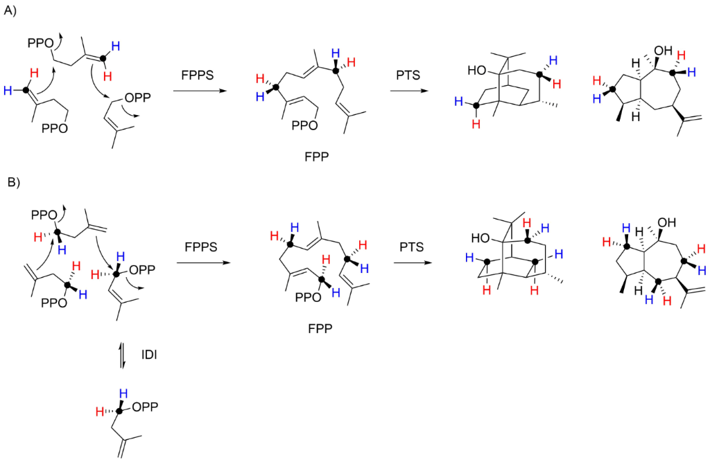 Bjoc - the enzyme mechanism of patchoulol synthase