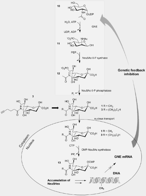 Bioorthogonal metabolic glycoengineering of human larynx carcinoma (HEp ...