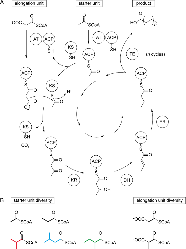 BJOC - Novel fatty acid methyl esters from the actinomycete ...