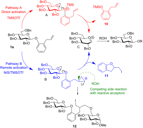 b through the anomeric oxygen leading to oxacarbenium